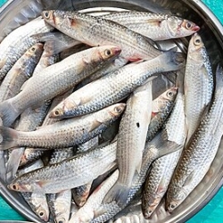 পারশে মাছ বড় /Big Parse fish