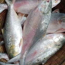 ইলিশ মাছ  / Hilsha Fish ৩০০- ৪০০ গ্রাম পিস