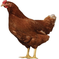 New লাল মুরগী / Brown Hen